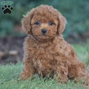 Violin, Cavapoo Puppy